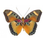 EUPHAEDRA ADOLFIFREDERICI